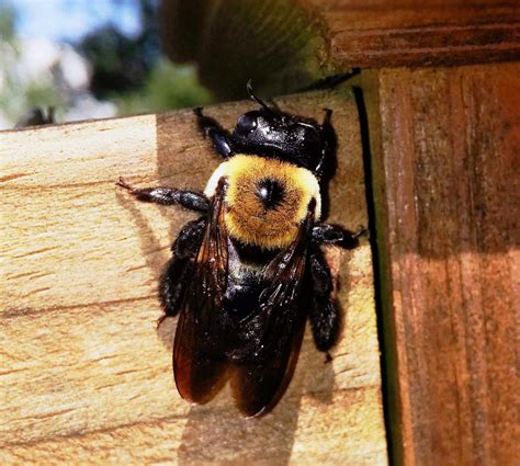 Don't want these pests to burrow into the wood around your house? How to Get Rid of Carpenter Bees 3 Easy Steps - Bug Lord