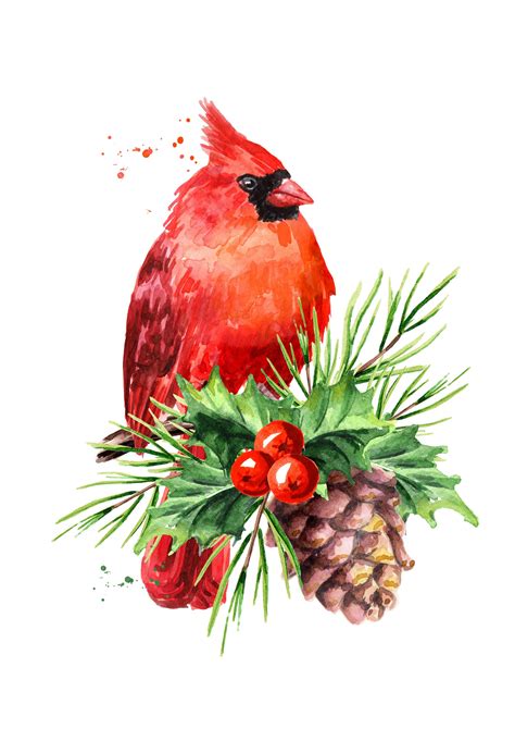 Cardinal Bird Symbol Of Christmas 904121 Illustrations Design