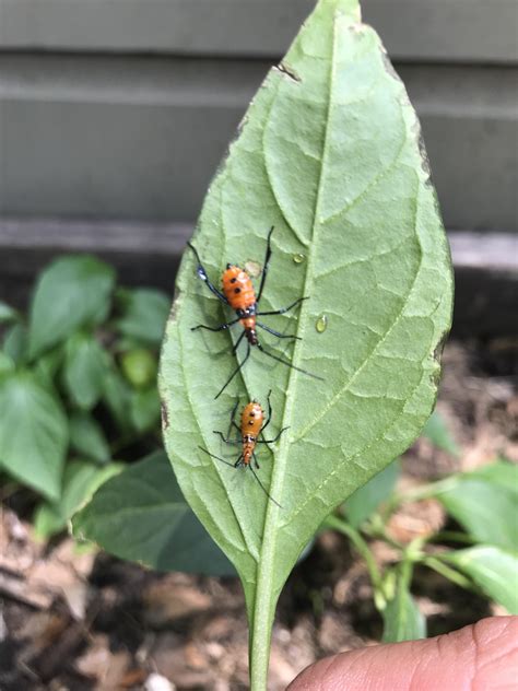 Found These Bugs In My Pepper Garden What Are They Are They Pests If