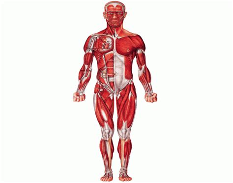 The human skeletal muscles are attached to human bones via tendons. Game Statistics - Anterior Muscles of the Human Body - PurposeGames