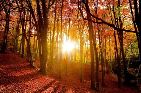 Autumn Morning In Forest Forest Fall Autumn Glow Sunlight Colors