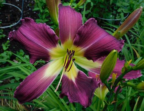Photo Of The Bloom Of Daylily Hemerocallis Purple Many Faces Posted