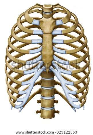 Some people describe this pressure as being at the front on. Ribcage Stock Photos, Images, & Pictures | Shutterstock