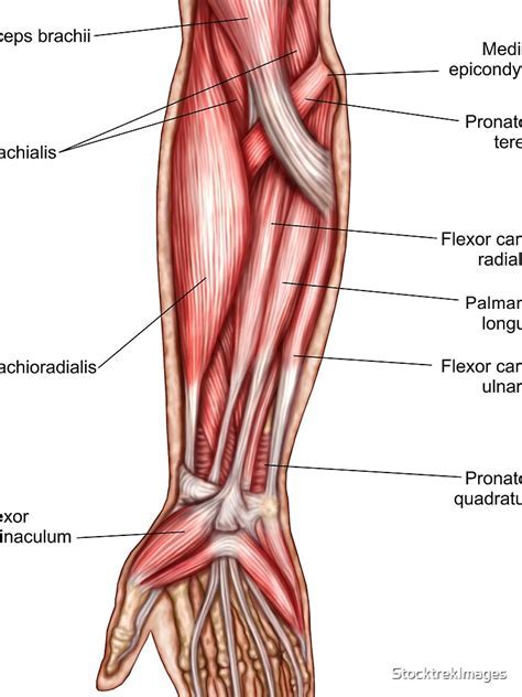 Arm Muscles Diagram Anterior Lillia Warner