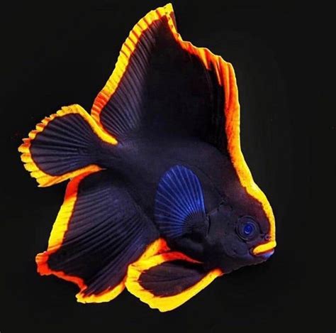 Juvenile Batfish Beautiful Sea Creatures Saltwater Aquarium Fish