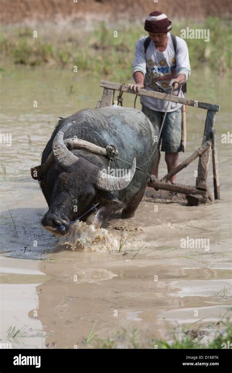 Farmer Harrowing Rice Field With Carabao Cebu Mountains Philippines