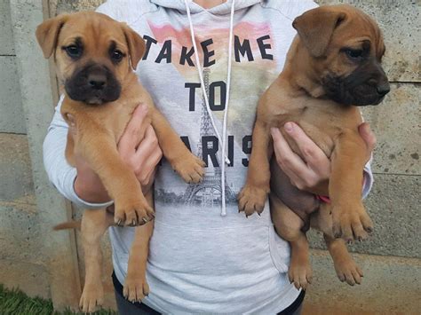 Century 21 residential for sale pretoria selected suburbs. Boerboel Puppies for Sale in Pretoria by Zak Van Der ...