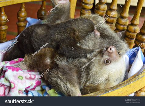Group Baby Sloths Cuddling On Chair Stock Photo 1516677497 Shutterstock