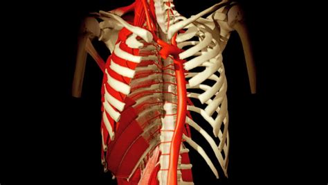 The ribs, along with the thoracic vertebrae, sternum, and costal cartilages, make up the thoracic cage, also. 3D Animation Illustrating The Human Anatomy,torso Ribs And Muscles Stock Footage Video 548803 ...