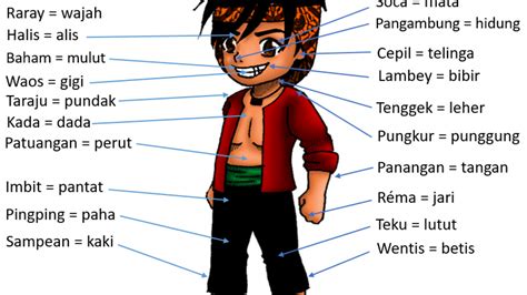 Nama Nama Bagian Anggota Tubuh Manusia Di Kepala Dalam Bahasa Sunda