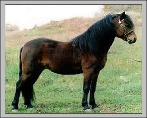 pferderasse dartmoor pony rasseportrait dartmoor pony kaufen dartmoor pony verkaufen