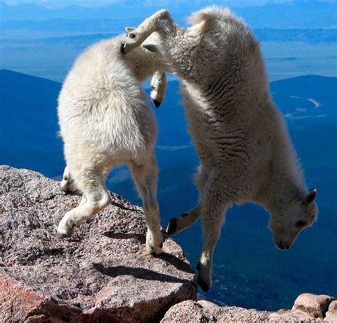 Mountain Goats Challenging Gravity Desert Illusion