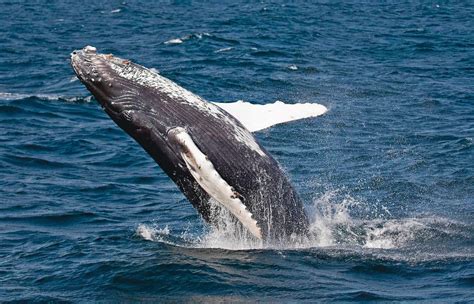 It Was A Record Breaking Year For Salish Sea Humpback Whale Calves
