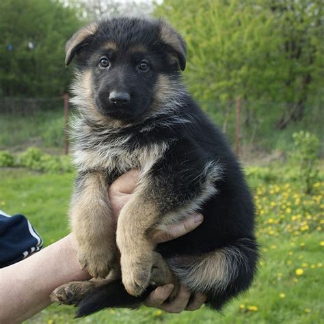 10 week old gsd pup enters our life! New German shepherd puppy? Start here! - German Shepherd ...