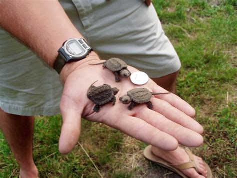 Rules Of The Jungle Taking Care Of Baby Turtles