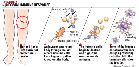 Understanding The Immune System Sitc Connected