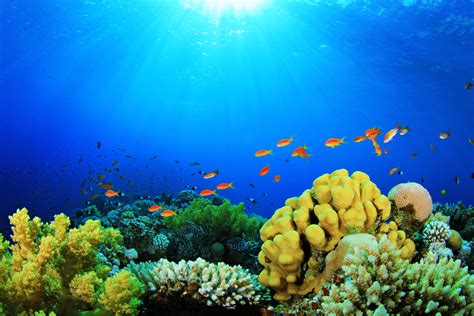 Sea Fish Depths Aquarium Nature Colors Plants Coral Algae Sun Wallpaper