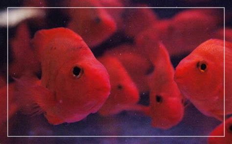10 Red Freshwater Aquarium Fish With Pictures