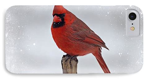 Cardinal Perching Photograph By Sandy Keeton