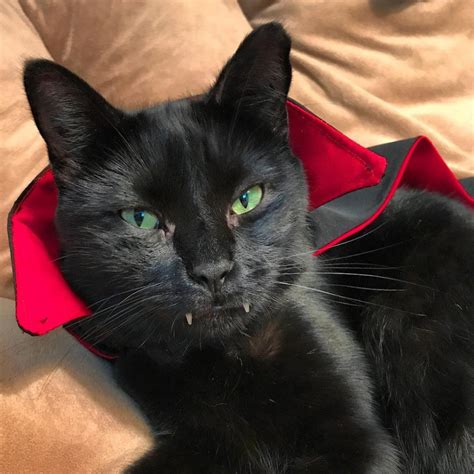 Rescue Cat Grows Up Into A Vampire Viral Cats Blog