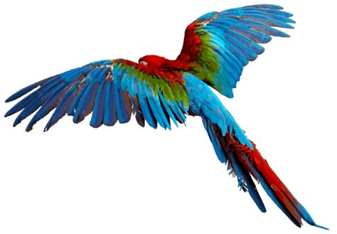 Blue And Yellow Macaw Png Image Png All