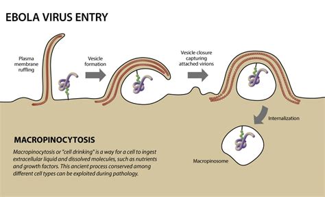New Research Pinpoints Pathways Ebola Virus Uses To Enter Cells Texas Biomed