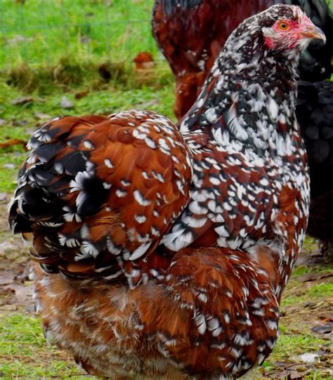 26 Luxury Buff Orpington Backyard Chickens Get New Home Design