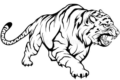 Drawing Tigers Vector Dibujos De Tigres Blanco Y Negro Clipart Full