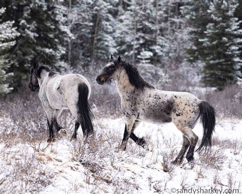 Canada Wild A Look At Canadas Beautiful Wild Horses
