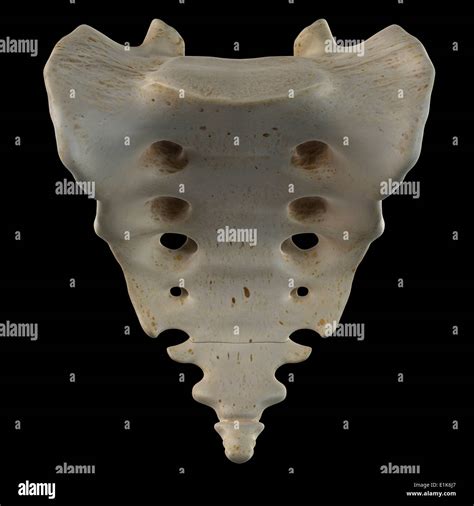 Sacrum Bone High Resolution Stock Photography And Images Alamy