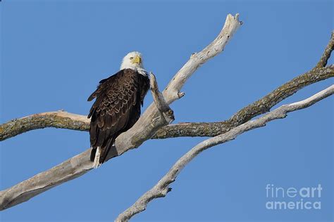 A Regal Eagle Photograph By Teresa Mcgill Fine Art America