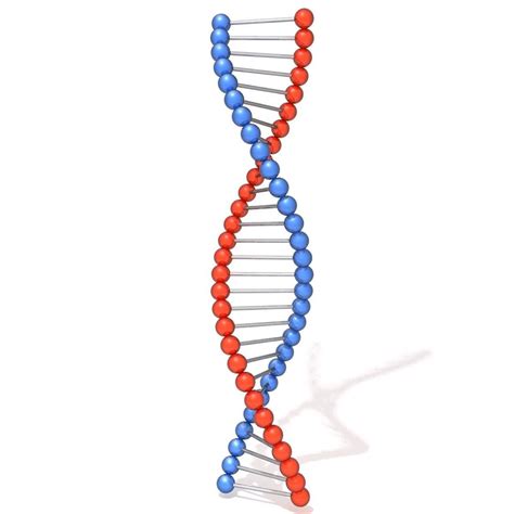 DNA Molecule D Model CGTrader