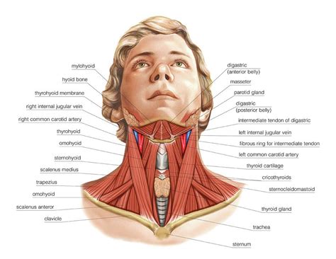 Muscles Of The Neck Photograph By Asklepios Medical Atlas