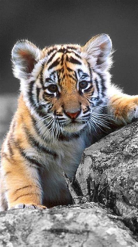 Baby Tiger Climbing On A Big Rock Baby Animals Pictures Cute Wild