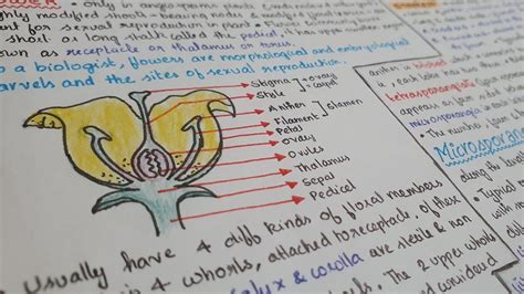 Sexual Reproduction In Flowering Plants Short Notes With Pdf Neet
