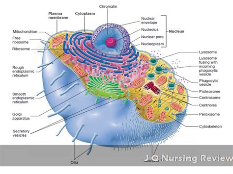 Jq Nursing Review Aandp Lecture 1 The Cell