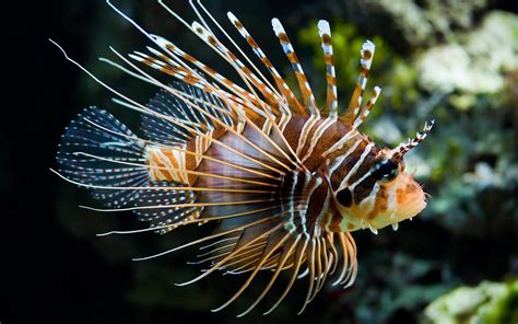 Lionfish Animals Fish Wallpapers Hd Desktop And Mobile Backgrounds