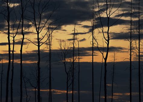 Free Images Sunset Scenic Landscape Trees Leafless Sky Clouds