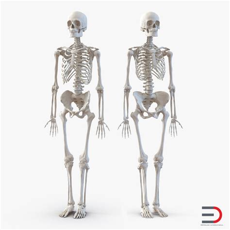 Esqueleto Feminino E Masculino