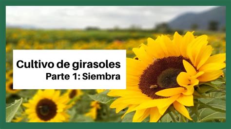 Total 120 Imagen Que Significa El Girasol Abzlocalmx