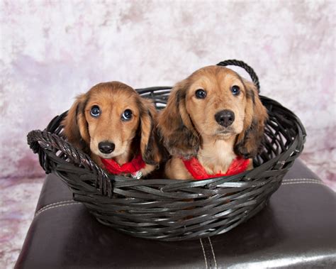 Two Cute Mini Long Haired Dachshunds Cuccioli Di Bassotto Cagnolini