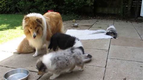 Rough Collie Puppies Youtube