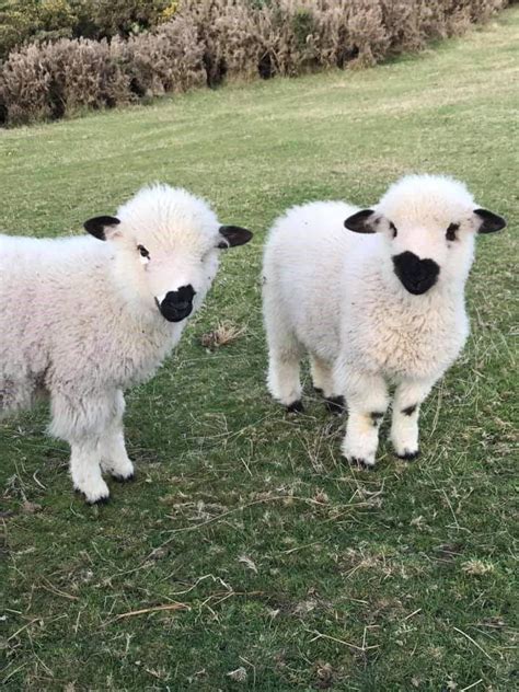 These Valais Blacknose Sheep Look Like Stuffed Animals Even Though They