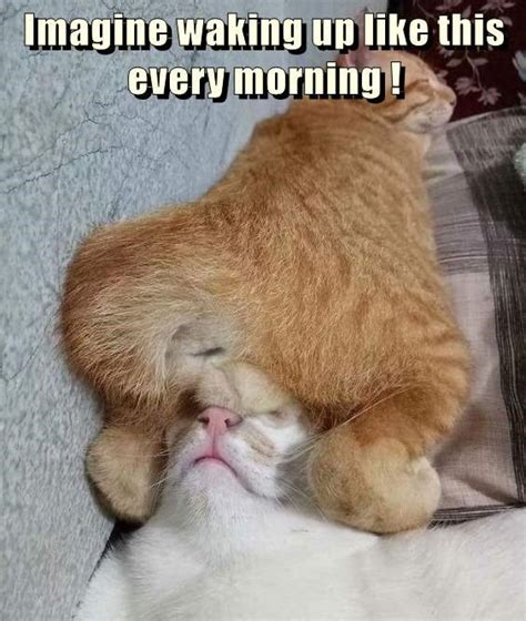 Imagine Waking Up Like This Every Morning Funny Cats Funny Cat