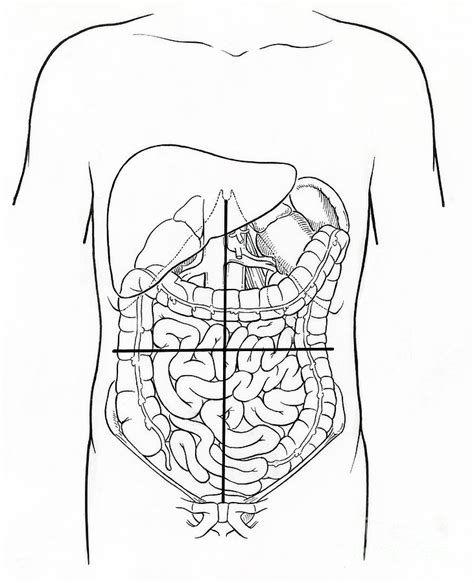 Anatomy Drawing Of Abdomen