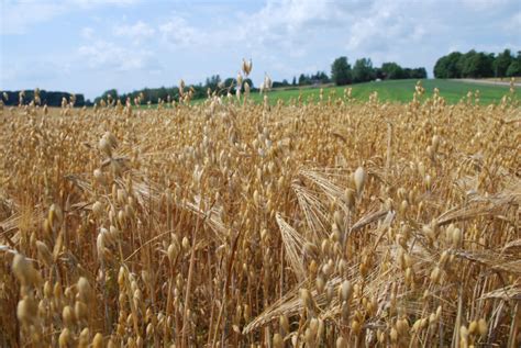 Oats not affected by pre-harvest glyphosate - Grainews