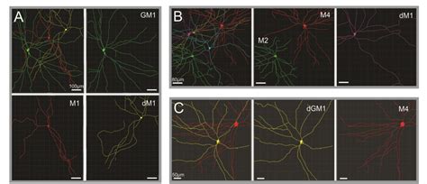 figure 2 from intrinsically photosensitive retinal ganglion cells of the human retina semantic