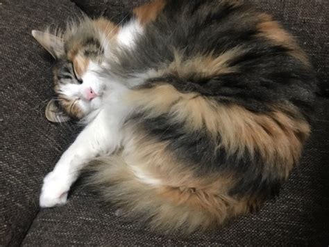 猫のアンモニャイト（ニャンモナイト）とは？丸くなって寝る理由 ねこちゃんホンポ