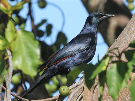 Birds Of Uganda Red Winged Starling