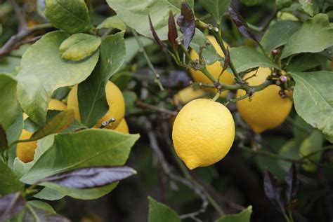 Good Fertilizer For Lemon Trees Ehow